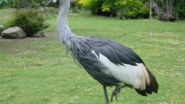 ep grulla coronada