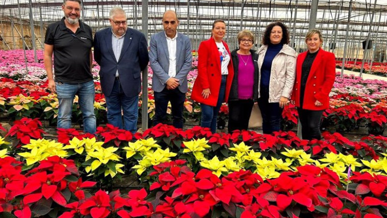 Np Capadr Almería Produce 3,5 Millones De Flores De Pascua Que Suponen El 33% Del Total Nacional | JUNTA DE ANDALUCÍA ep np capadr almeria produce 35 millones de flores de pascua que suponen el 33 del total nacional