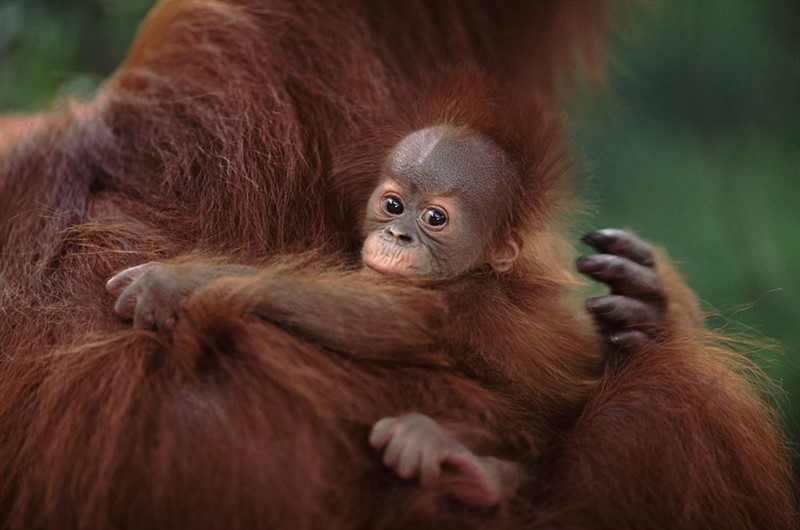 ep orangutan