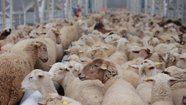 ep ovejas 20250409174004 ep ovejas 20250409174004