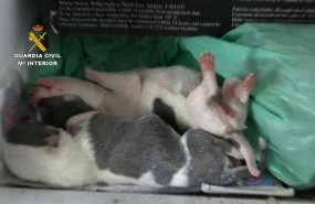 ep rescatados400 perroscentrocria ilegal