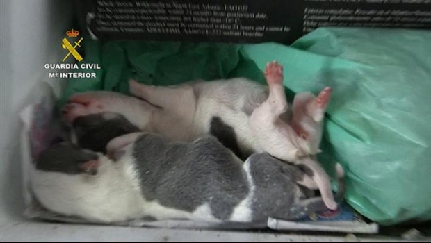 ep rescatados400 perroscentrocria ilegal