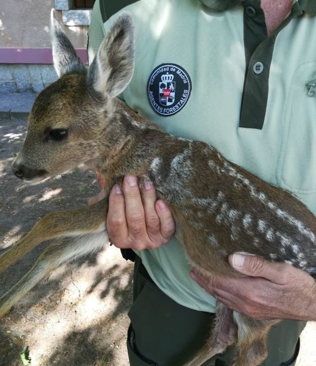 ep rescatan a un corcino en manzanares el real ep rescatan a un corcino en manzanares el real