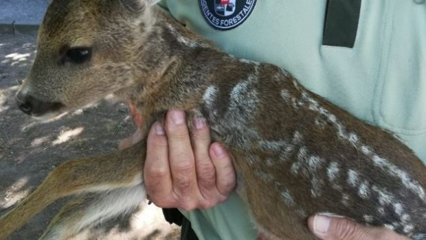 ep rescatan a un corcino en manzanares el real
