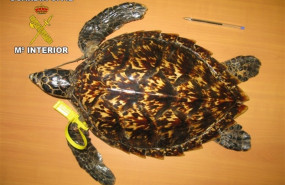 ep tortuga carey