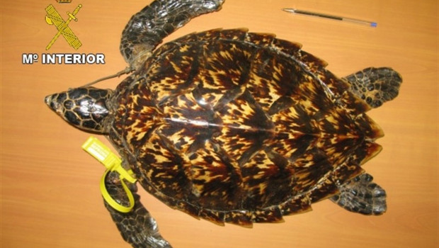 ep tortuga carey