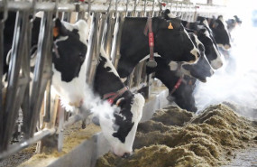 ep varias vacas comen en la ganaderia el molino