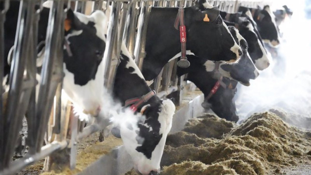 ep varias vacas comen en la ganaderia el molino