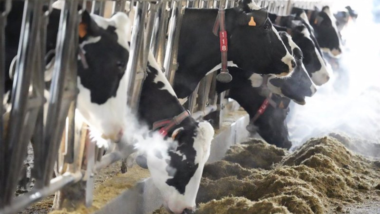 ep varias vacas comen en la ganaderia el molino