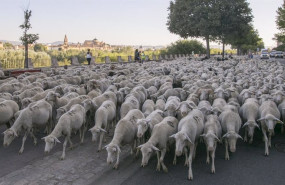 ep archivo   unas 1500 ovejas merinas cruzan cordoba en su trashumancia desde sierra morena a la