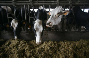 ep archivo   varias vacas en una ganaderia de lacteo en la parroquia de pineiro en xermade lugo