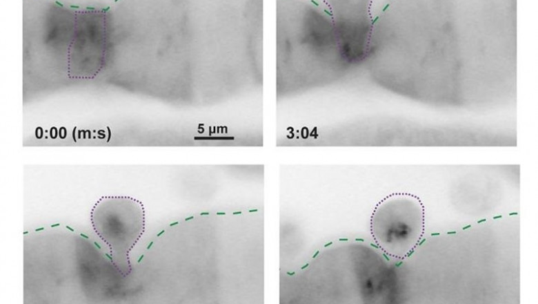 En esta serie (de izquierda a derecha desde arriba a la izquierda), las células epiteliales de un pez cebra expulsan en menos de diez minutos una célula compañera que ha sido marcada para su eliminación debido a una exposición química. | JOHN RAWLS LAB, DUKE UNIVERSITY ep enserie de izquierdaderechaarribala izquierda las celulas epitelialesun pez cebra expulsanmenosdiez minutoscelula companerahamarcadasu eliminacion debidouna exposicion quimica