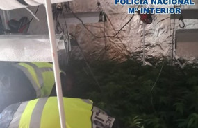 ep plantacion de marihuana en una investigacion por secuestro