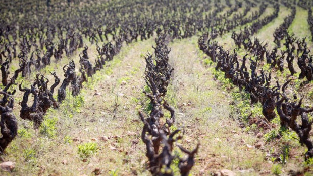 ep archivo   union de uniones reclama arranques de vinedos para el sector