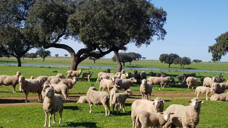 Coronavirus.- UPA alerta de que miles de ganaderos "afrontan la ruina" por el cierre de bares y restaurantes | UPA-UCE - Archivo ep coronavirus- upa alerta de que miles de ganaderos afrontan la ruina por el cierre de bares y