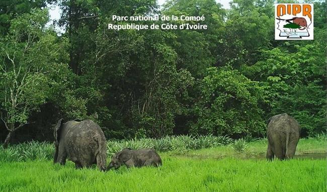 ep elefante