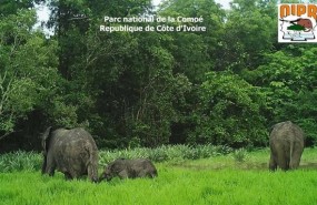 ep elefante