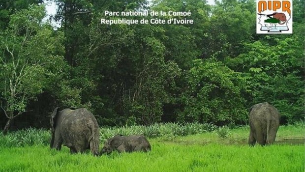 ep elefante