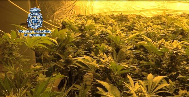 Imagen de una plantación 'indoor' que se ha incautado la Policía Nacional. | POLICÍA NACIONAL ep imagenuna plantacion indoor queha incautadopolicia nacional