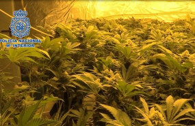 ep imagenuna plantacion indoor queha incautadopolicia nacional
