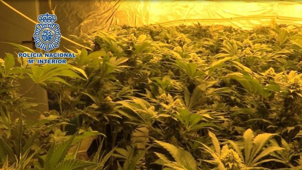 ep imagenuna plantacion indoor queha incautadopolicia nacional