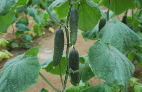 ep pepino cultivado bajo plastico ep pepino cultivado bajo plastico