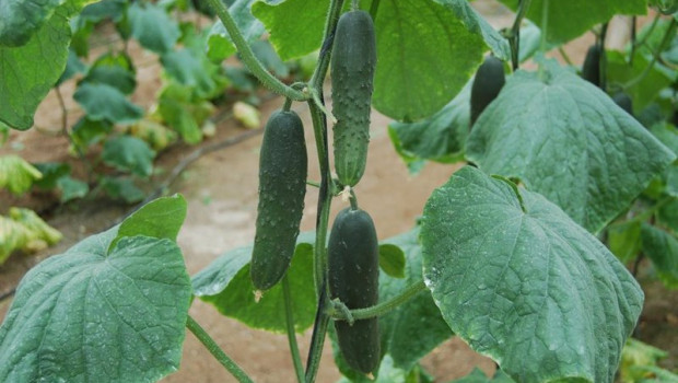 ep pepino cultivado bajo plastico