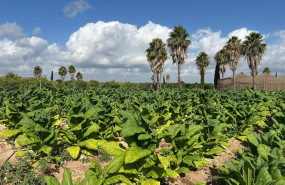 ep un estudio pionero produce tabaco sin nicotina y con compuestos farmacologicos en la finca