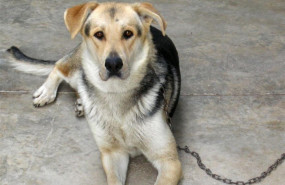 ep veterinarios pidenofrecerlos animales restoscarneproductos potencialmente contaminadoslisteriosis