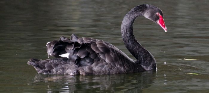 cbblack swan sg1