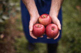 cosmic crisp harvest lr 20230328190023 