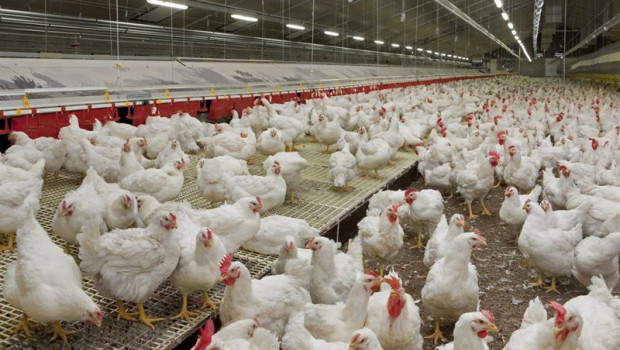 ep archivo   gallinas en un criadero catalan