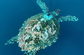 ep archivo   una tortuga de las galapagos