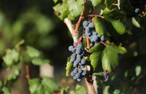 ep archivo   uvas en una vina durante la vendimia