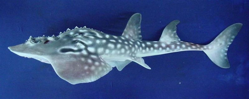 Bowmouth Guitarfish (Rhina ancylostoma) Pez Guitarra, en peligro crítico según la UICN | UICN @MOAZZAM KHAN ep bowmouth guitarfish rhina ancylostoma pez guitarra en peligro critico segunuicn
