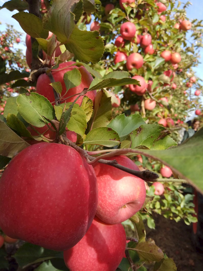 ep manzanas de pink lady