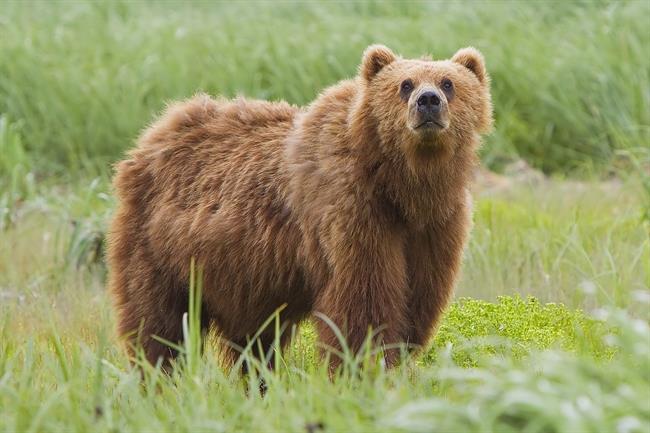 Oso Kodiak ('Ursus arctos middendorffi') en Alaska | YATHIN S KRISHNAPPA ep oso kodiak ursus arctos middendorffi en alaska