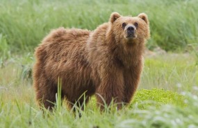 ep oso kodiak ursus arctos middendorffi en alaska