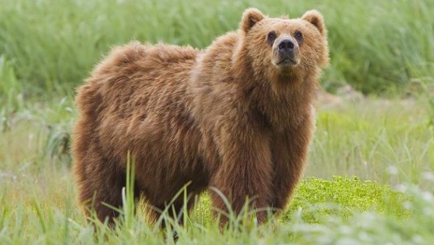 Oso Kodiak ('Ursus arctos middendorffi') en Alaska | YATHIN S KRISHNAPPA ep oso kodiak ursus arctos middendorffi en alaska