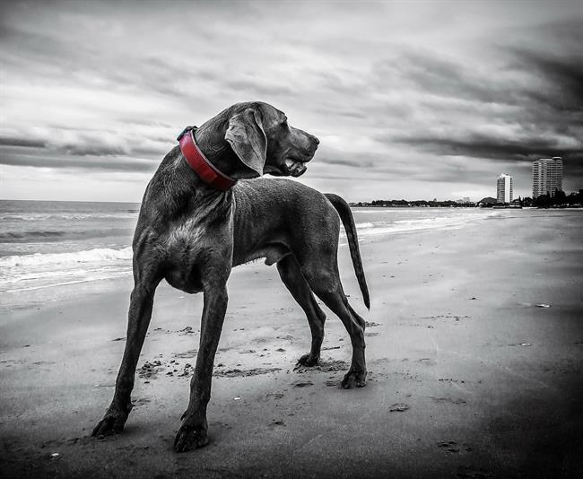 Perro | CC0 PUBLIC DOMAIN ep perro 20180727132703