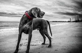ep perro 20180727132703