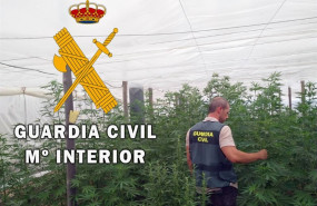 ep plantacionmarihuana localizadaun invernaderonijar almeria