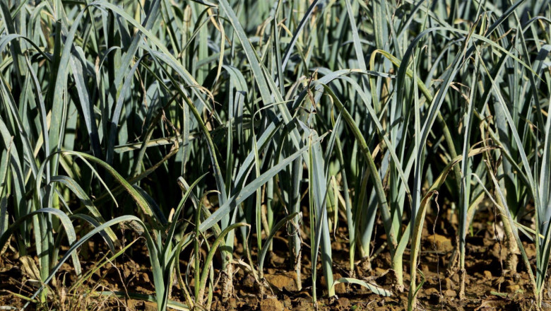 agricultura5 