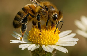 archivo   feria apicola pastrana 1 