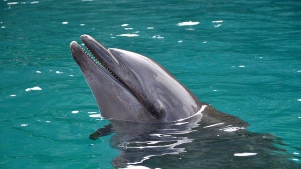 delfin