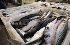 ep archivo   192 buques de arrastre recibiran un 80 mas de dias de pesca en 2025 por usar puertas