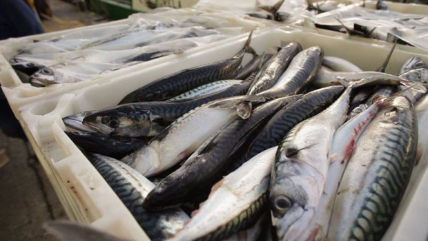 ep archivo   192 buques de arrastre recibiran un 80 mas de dias de pesca en 2025 por usar puertas