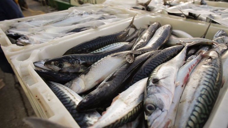 ep archivo 192 buques de arrastre recibiran un 80 mas de dias de pesca en 2025 por usar puertas ep archivo 192 buques de arrastre recibiran un 80 mas de dias de pesca en 2025 por usar puertas