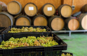 ep archivo   varias cajas llenas de uvas