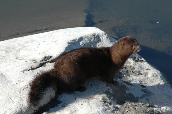 ep vison americano una especie invasoraeuropa